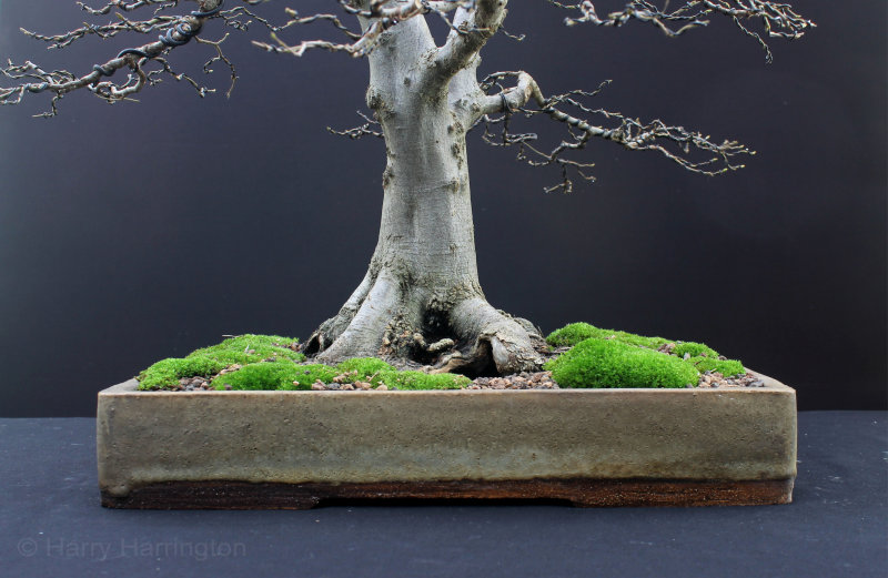 hornbeam bonsai